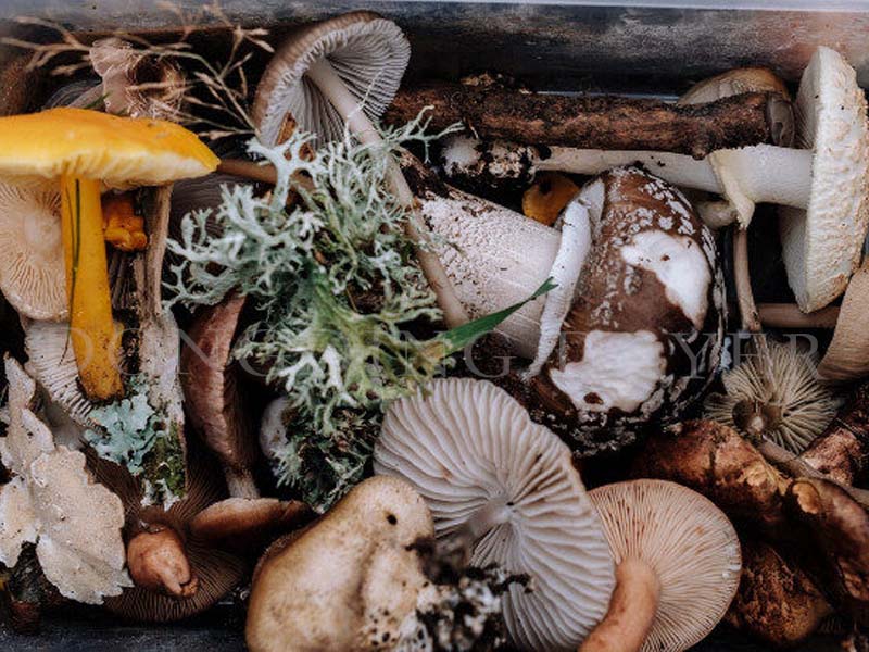 Can Mushroom Residue Be Dried By Rotary Drum Dryer?